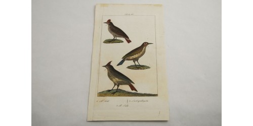 Gravure d’oiseaux ancienne colorée à la main Tav. 60